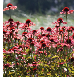 Ežiuolė - Echinacea SUNDOWN