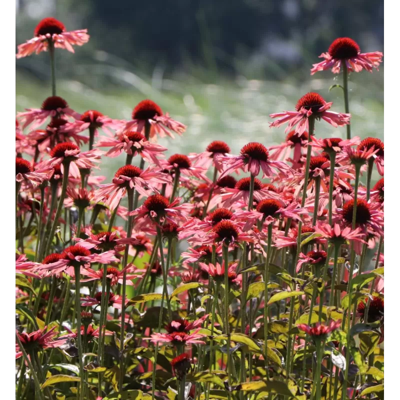 Ežiuolė - Echinacea SUNDOWN