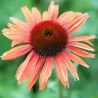 Ežiuolė - Echinacea SUNDOWN