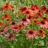 Ežiuolė - Echinacea SUNDOWN