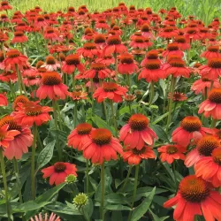 Ežiuolė - Echinacea TOMATO SOUP