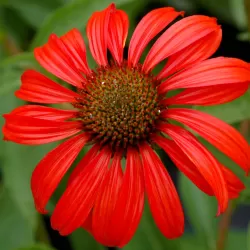 Echinacea TOMATO SOUP