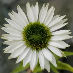 Echinacea VIRGIN