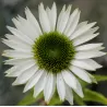Ežiuolė - Echinacea VIRGIN