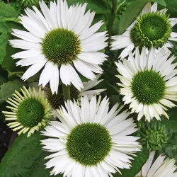 Echinacea VIRGIN