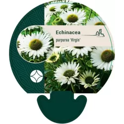 Echinacea VIRGIN