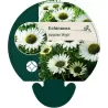 Echinacea VIRGIN