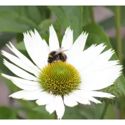 Echinacea VIRGIN