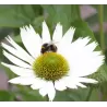 Ežiuolė - Echinacea VIRGIN
