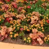 Heuchera CARAMEL
