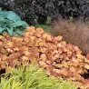Heuchera CARAMEL