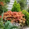 Heuchera CARAMEL