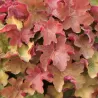 Heuchera CARAMEL