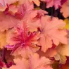 Heuchera CARAMEL