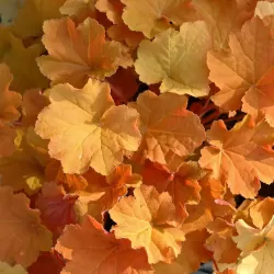 Heuchera CARAMEL