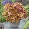 Heuchera MARMELADE