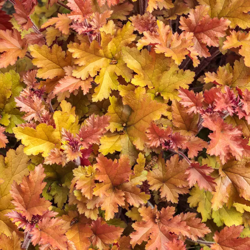 Heuchera MARMELADE