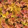 Heuchera MARMELADE