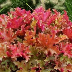 Heuchera MARMELADE