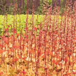 Heuchera MARMELADE
