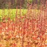 Heuchera MARMELADE