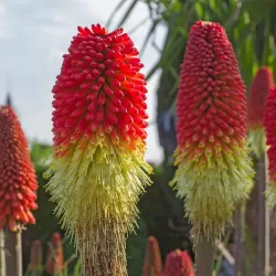 Kniphofia PAPAYA POPSICLE