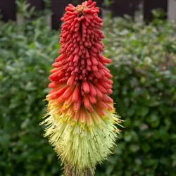 Knifofija - Kniphofia PAPAYA POPSICLE