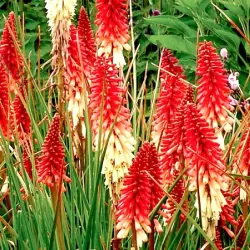 Kniphofia PAPAYA POPSICLE