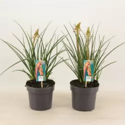 Kniphofia PAPAYA POPSICLE