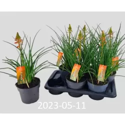 Kniphofia PAPAYA POPSICLE