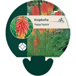 Kniphofia PAPAYA POPSICLE