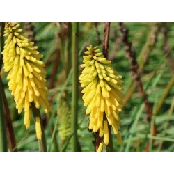 Kniphofia LEMON POPSICLE