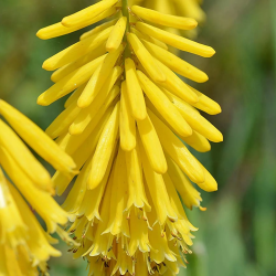Kniphofia LEMON POPSICLE