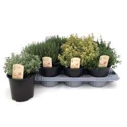 Čiobrelių rinkinys (5 skirtingi) - Thymus mix P9 C0,5 x5