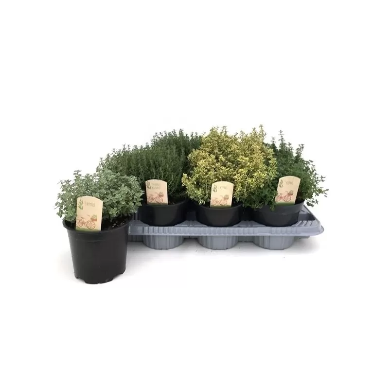 Čiobrelių rinkinys (visi 6 skirtingi) - Thymus mix P9 x6