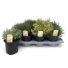 Čiobrelių rinkinys (5 skirtingi) - Thymus mix P9 C0,5 x5