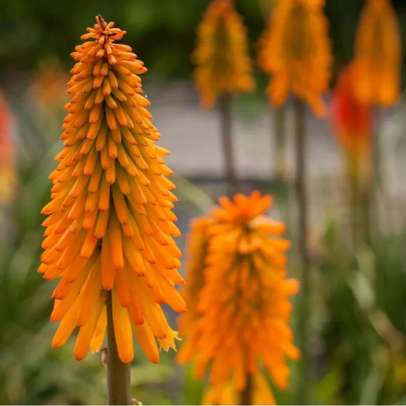 Kniphofia MANGO POPSICLE