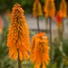 Kniphofia MANGO POPSICLE