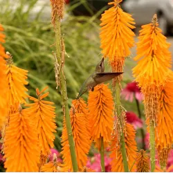 Kniphofia MANGO POPSICLE