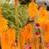 Kniphofia MANGO POPSICLE