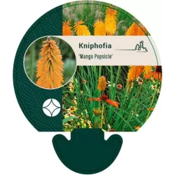 Kniphofia MANGO POPSICLE