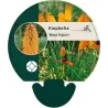 Kniphofia MANGO POPSICLE