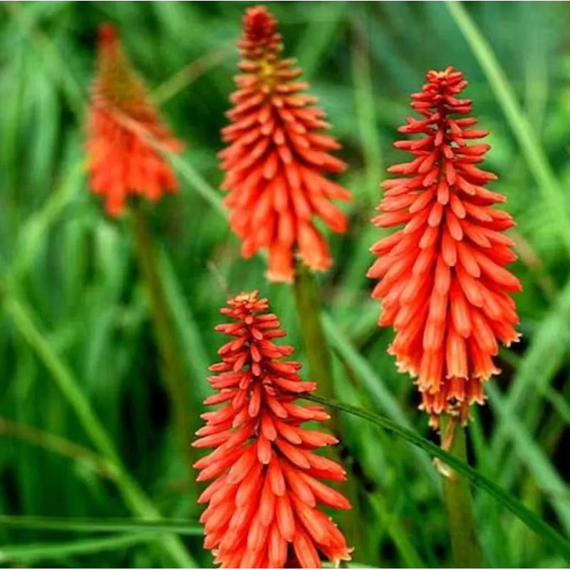 Kniphofia REDHOT POPSICLE