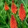 Kniphofia REDHOT POPSICLE