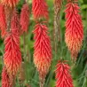 Kniphofia REDHOT POPSICLE