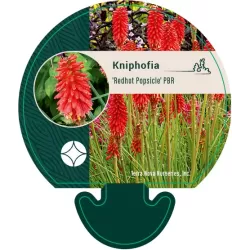 Kniphofia REDHOT POPSICLE