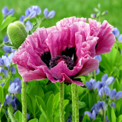 Papaver orientale PATTYS PLUM