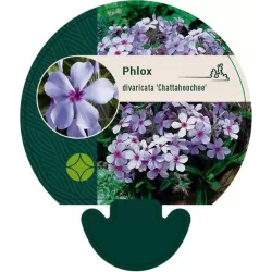 Phlox divaricata subsp. laphamii Chattahoochee