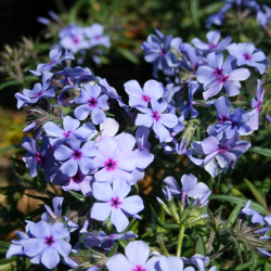 Phlox divaricata subsp. laphamii Chattahoochee