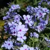Ylalapis flioksas - Phlox divaricata subsp. laphamii Chattahoochee